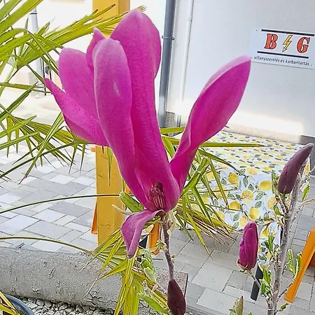 Pompar Magnolia Lejlighed