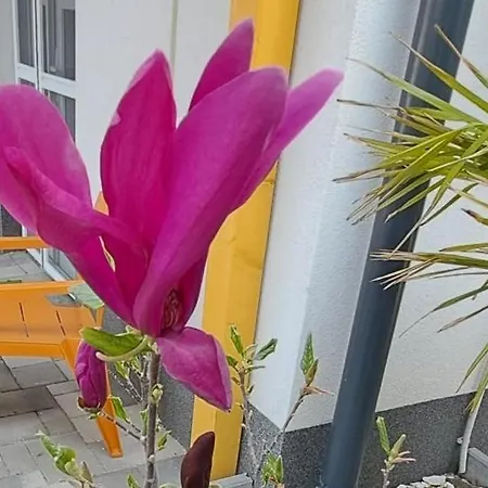 Pompar Magnolia Апартаменты *